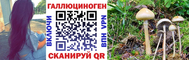 Галлюциногенные грибы Psilocybe  Кирс 